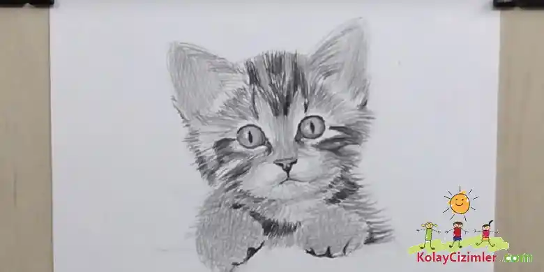 gerçekçi kedi çizimi karakalem
