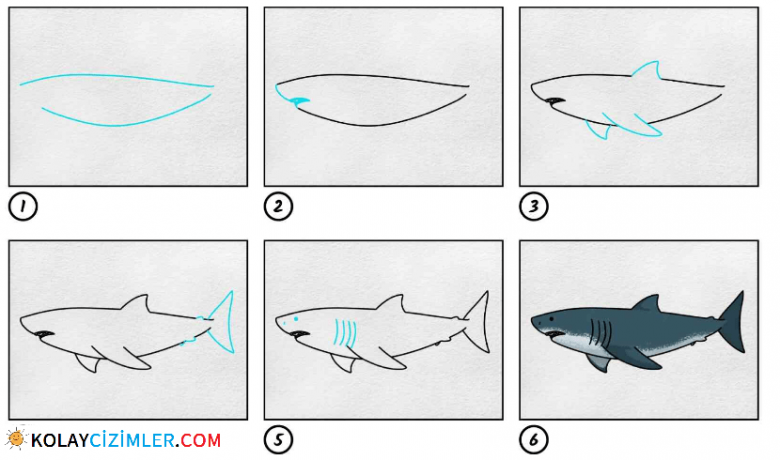 adım adım köpek balığı çizimi