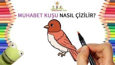 muhabbet kuşu çizimi