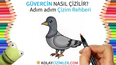 guvercin cizimi